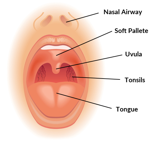 inside-human-mouth-anatomy